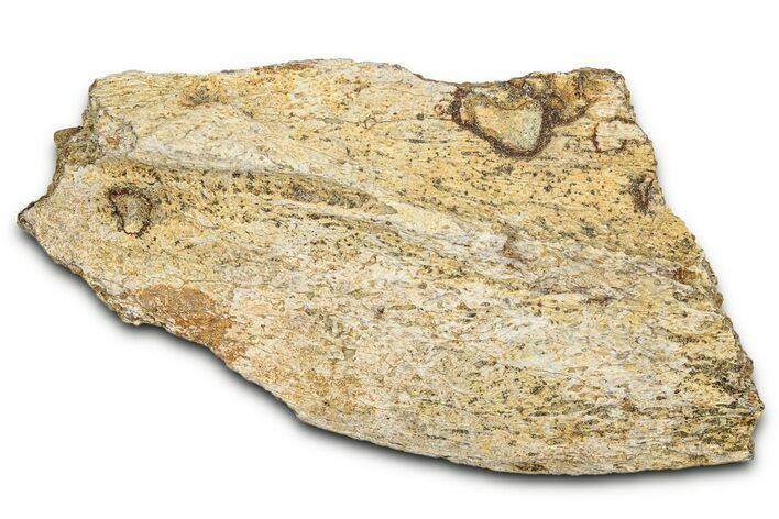 Dinosaur (Triceratops) Frill Shield Section - Montana #338922